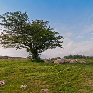 Dartmoor - Hound Tor - Schapen